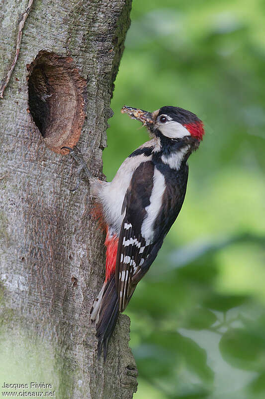 Great Spotted Woodpecker male adult breeding, feeding habits, Reproduction-nesting