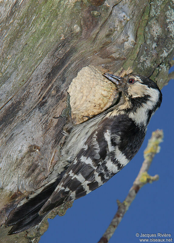 Lesser Spotted Woodpecker female adult breeding, Reproduction-nesting