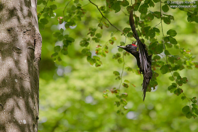 Black Woodpecker female adult breeding, Flight