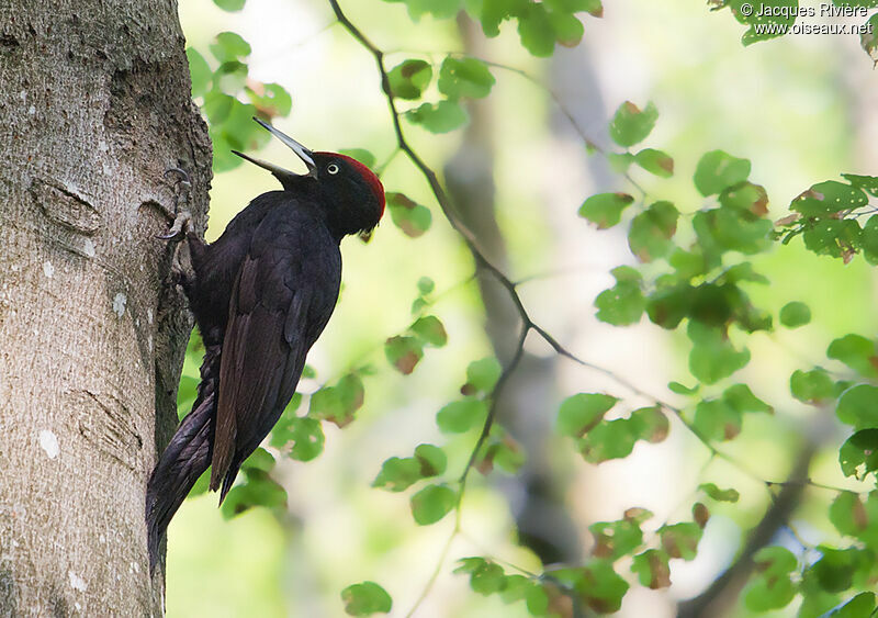 Black Woodpecker male adult breeding, Behaviour