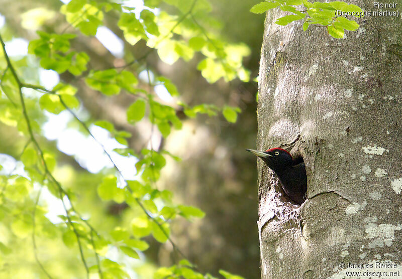 Black Woodpecker male adult, identification, Reproduction-nesting