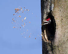 Black Woodpecker