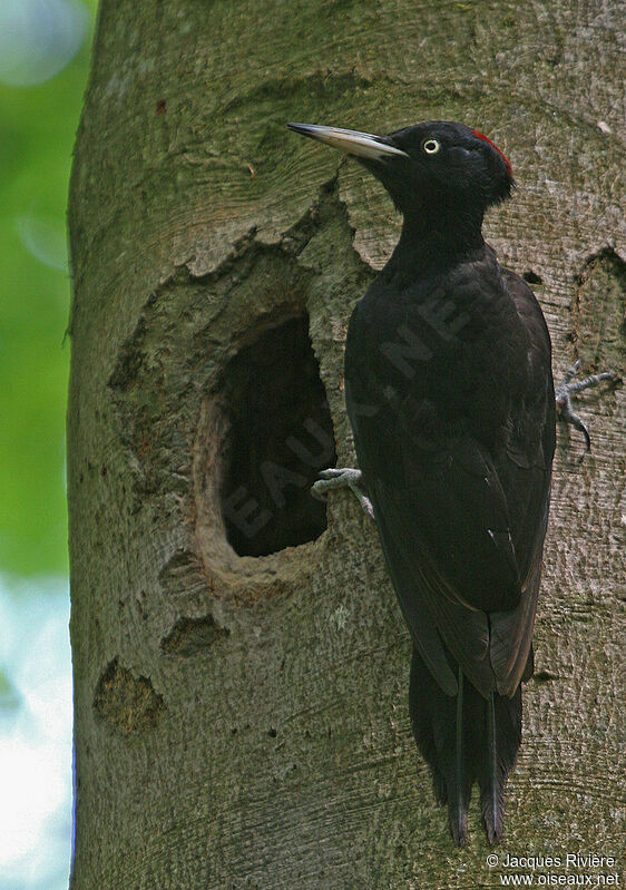 Black Woodpecker female adult breeding, Reproduction-nesting