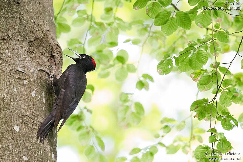 Black Woodpecker female adult, song