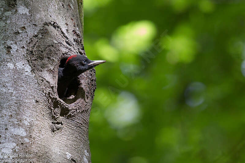 Black Woodpecker female juvenile, identification