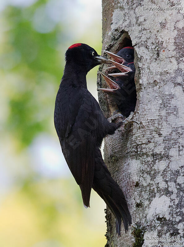 Black Woodpecker female adult breeding, Reproduction-nesting