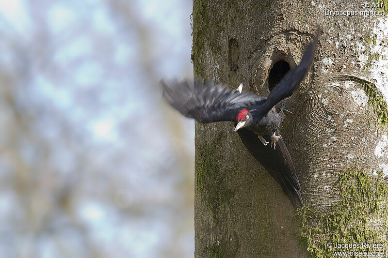 Black Woodpecker male adult breeding, identification, Reproduction-nesting