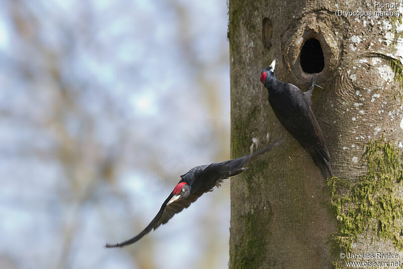 Black Woodpeckeradult breeding, Reproduction-nesting
