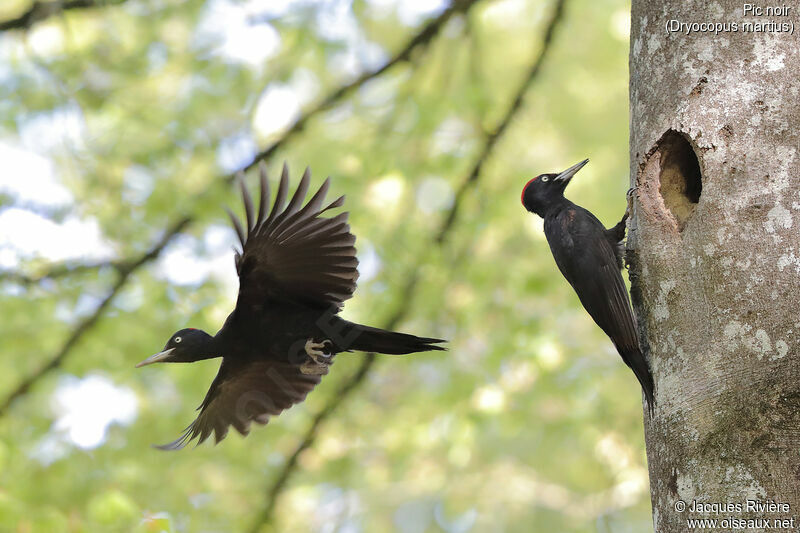 Black Woodpeckeradult, Flight, Reproduction-nesting