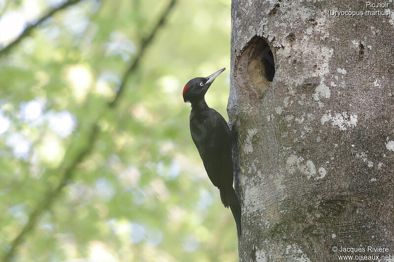 Black Woodpecker female, identification, Reproduction-nesting