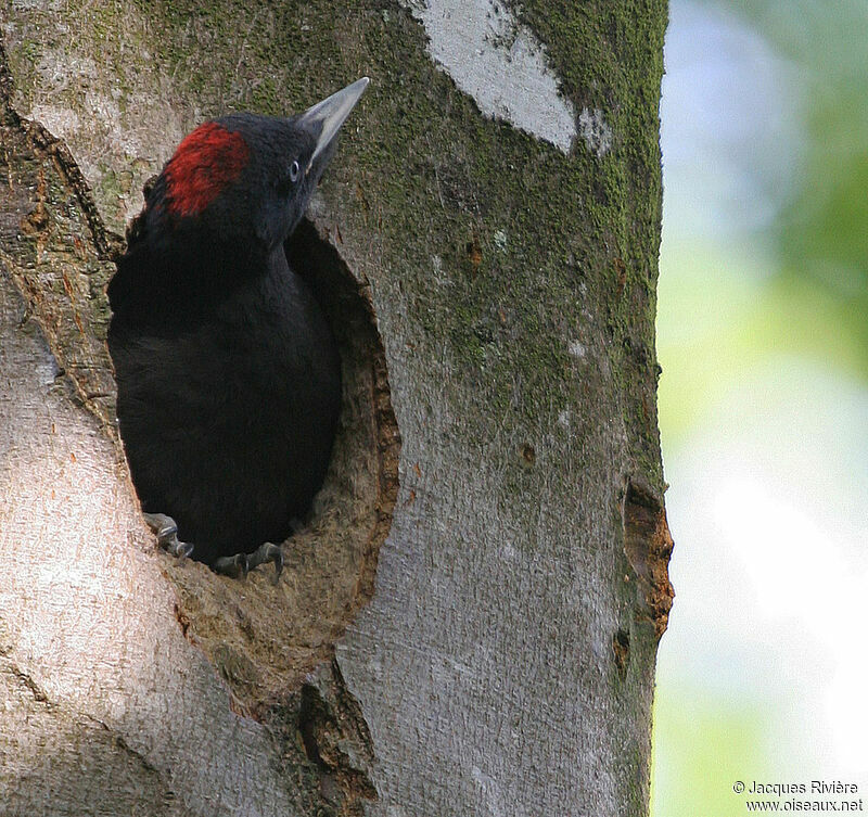 Black Woodpecker female juvenile, Reproduction-nesting