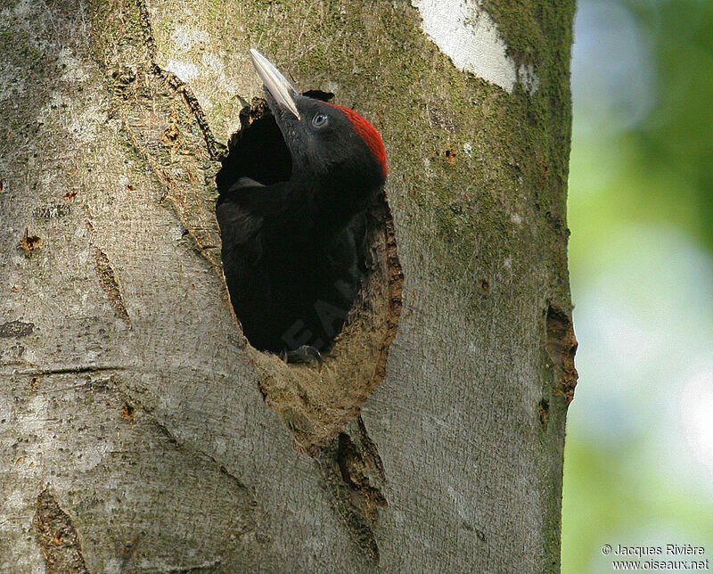 Black Woodpecker male juvenile, Reproduction-nesting