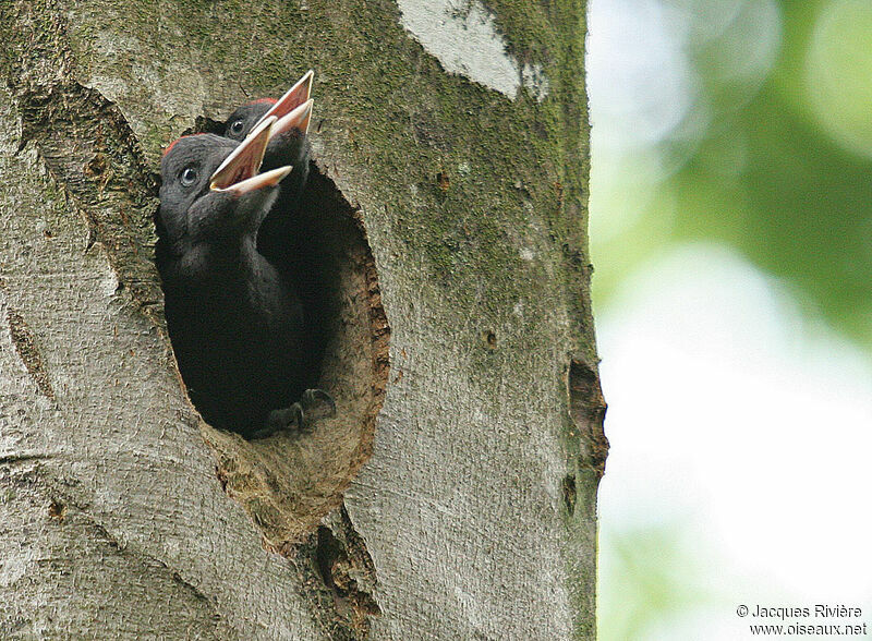 Black Woodpecker, Reproduction-nesting