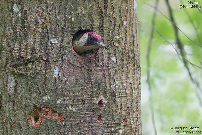 European Green Woodpecker male adult breeding, Reproduction-nesting
