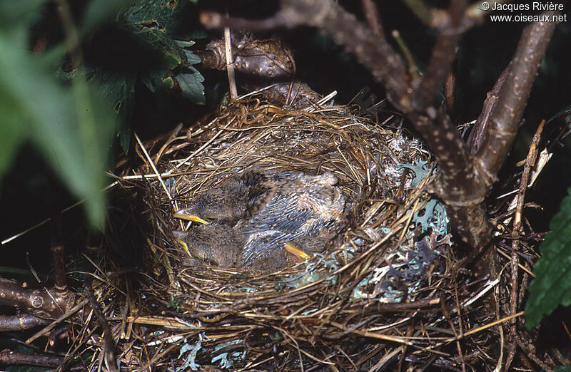 Red-backed Shrikejuvenile, Reproduction-nesting