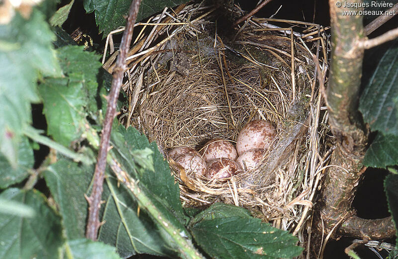 Red-backed Shrike, Reproduction-nesting