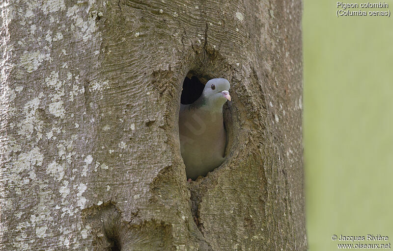 Stock Dove female adult, identification, Reproduction-nesting