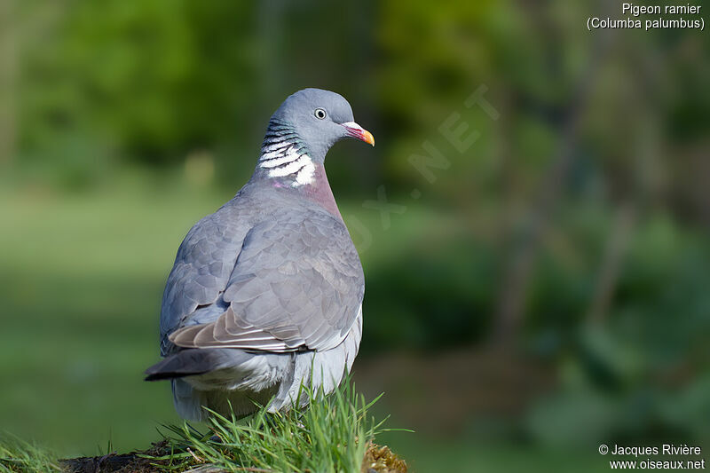 Common Wood Pigeon male adult breeding, identification