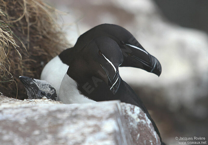 Pingouin torda adulte nuptial, Nidification