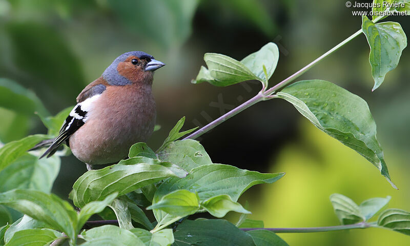 Common Chaffinch male adult breeding