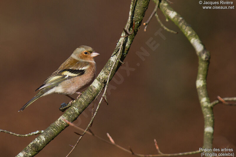 Common Chaffinch male adult post breeding, close-up portrait
