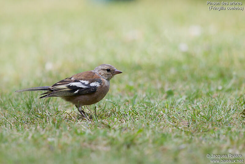 Common Chaffinch male immature, moulting