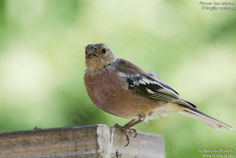 Common Chaffinch male immature, identification, moulting