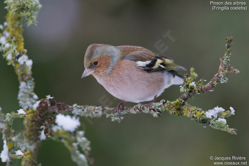 Eurasian Chaffinch male adult transition, identification