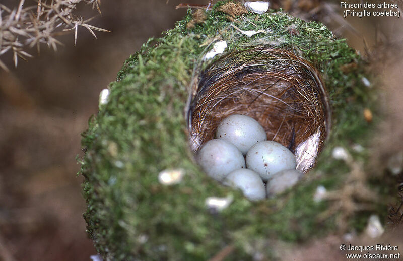 Eurasian Chaffinch, Reproduction-nesting