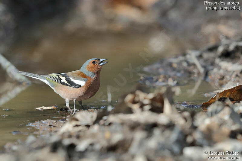 Common Chaffinch male adult, identification, drinks