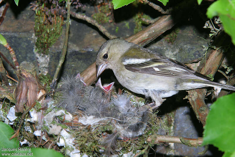 Common Chaffinch female adult breeding, Reproduction-nesting