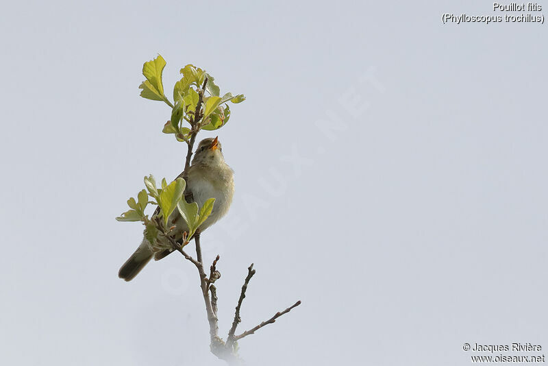 Willow Warbler male adult breeding, identification, song