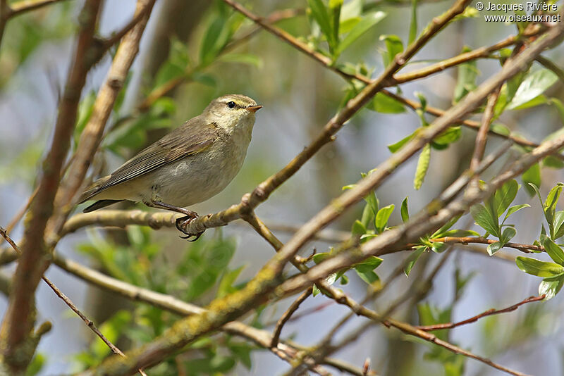 Willow Warbler male adult breeding