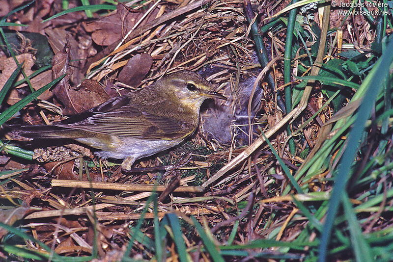 Willow Warbler male adult breeding, Reproduction-nesting