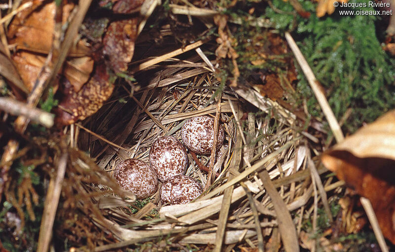 Wood Warbler, Reproduction-nesting