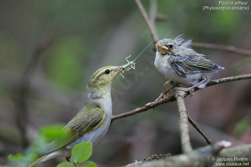 Wood Warbler, feeding habits, eats, Reproduction-nesting