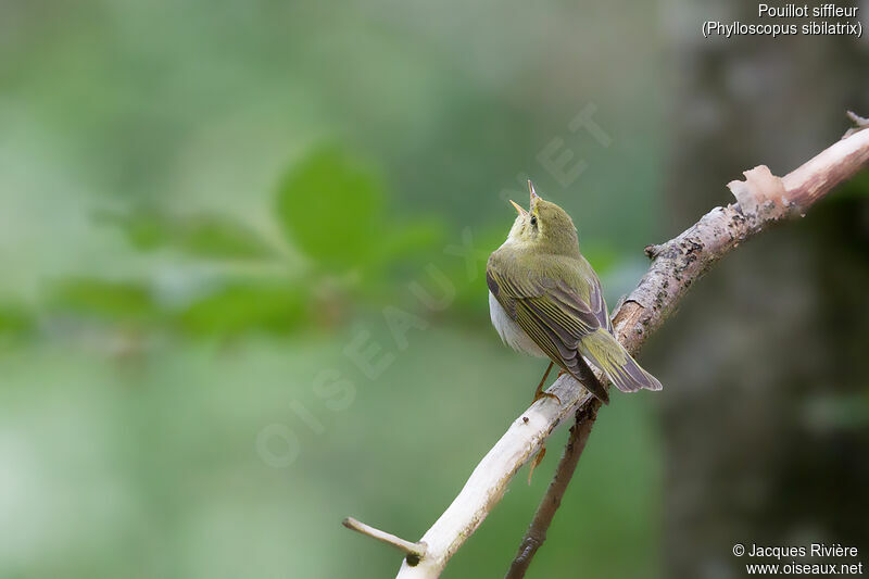 Wood Warbler male adult, identification, courting display, song