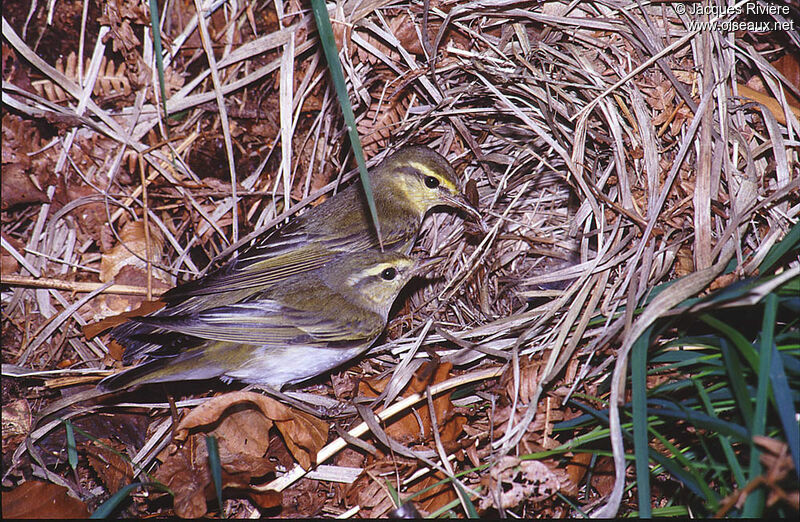 Wood Warbler adult breeding, Reproduction-nesting