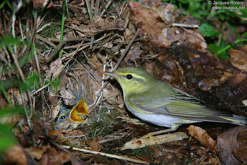 Wood Warbler male adult breeding, Reproduction-nesting
