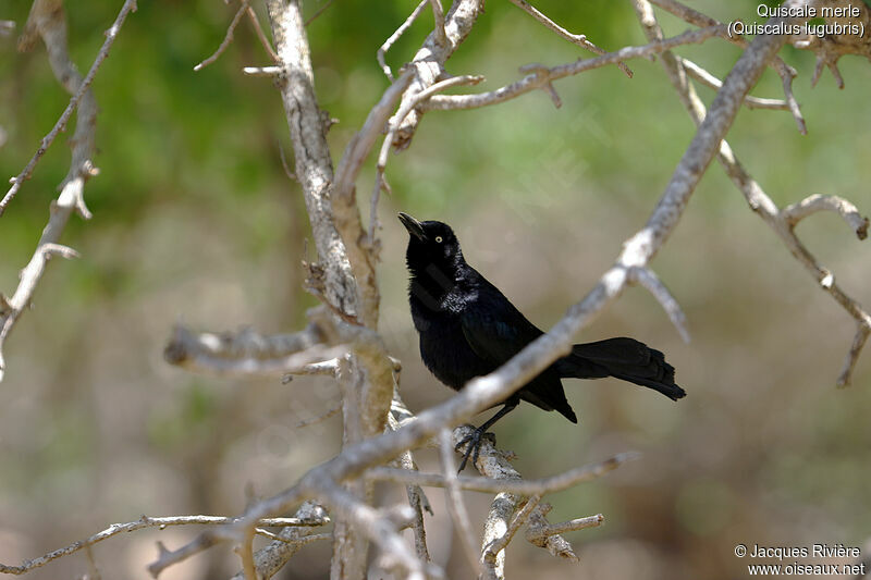Carib Grackle male adult breeding, identification, song