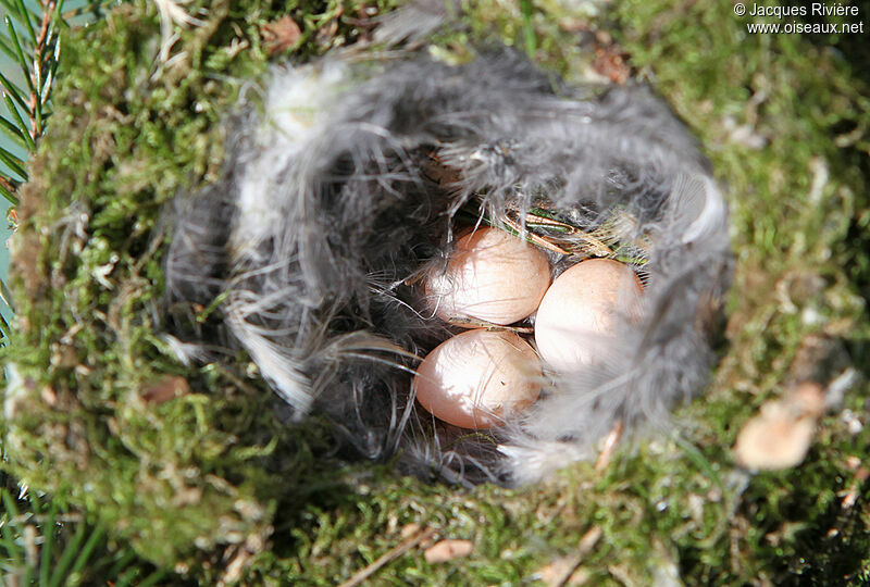 Goldcrest, Reproduction-nesting