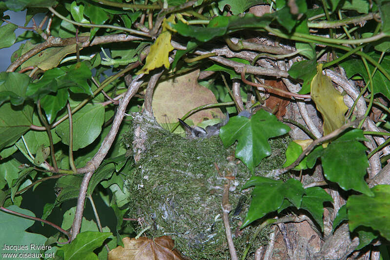 Common Firecrest female adult, Reproduction-nesting