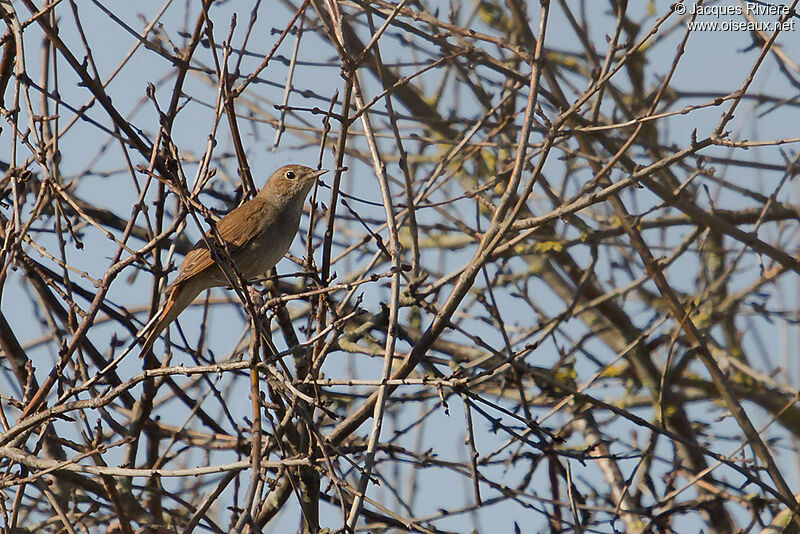 Common Nightingale male adult breeding
