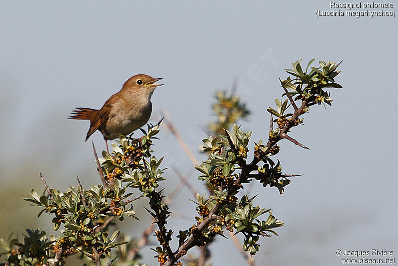Common Nightingale male adult breeding, identification, song