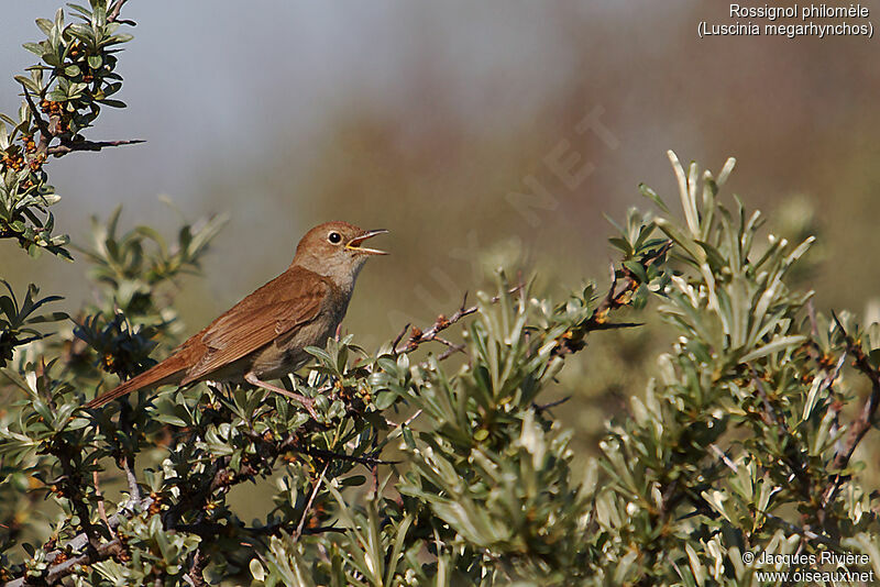Common Nightingale male adult breeding, identification, song