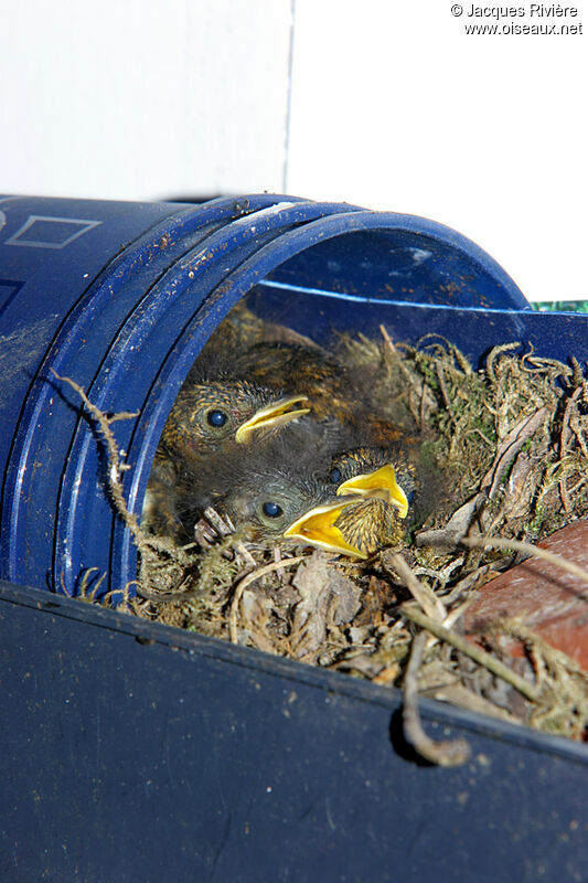 European Robinjuvenile, Reproduction-nesting