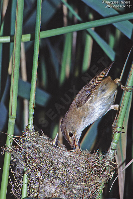 Common Reed Warbleradult breeding, Reproduction-nesting
