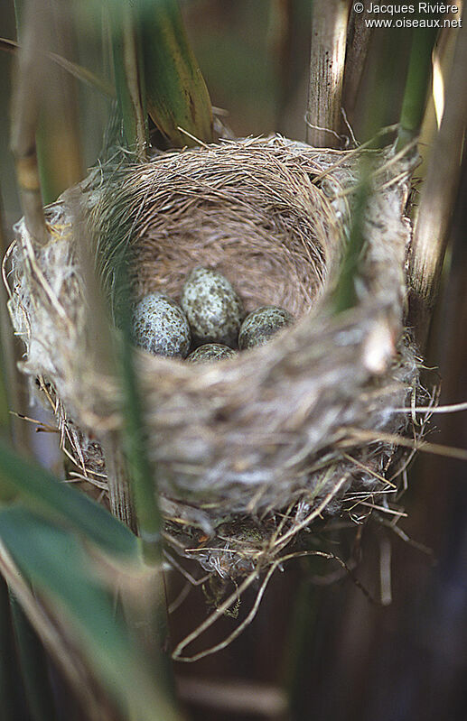 Common Reed Warbler, Reproduction-nesting
