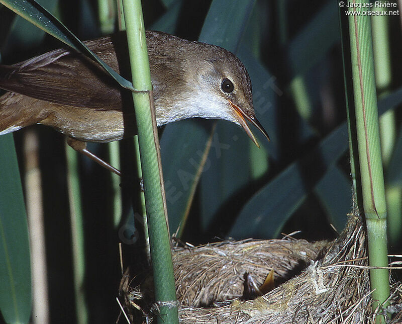 Common Reed Warbleradult breeding, Reproduction-nesting