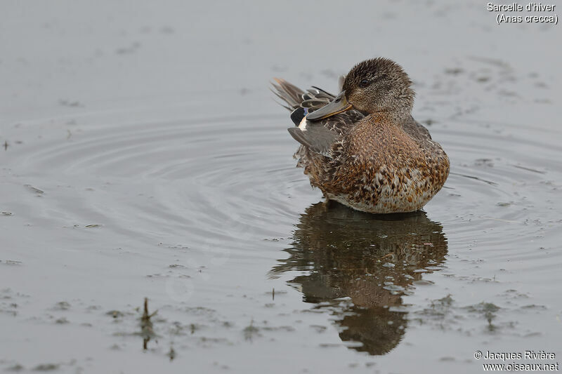 Eurasian Teal male adult transition, identification, care